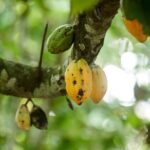 tropical fruit on a tree