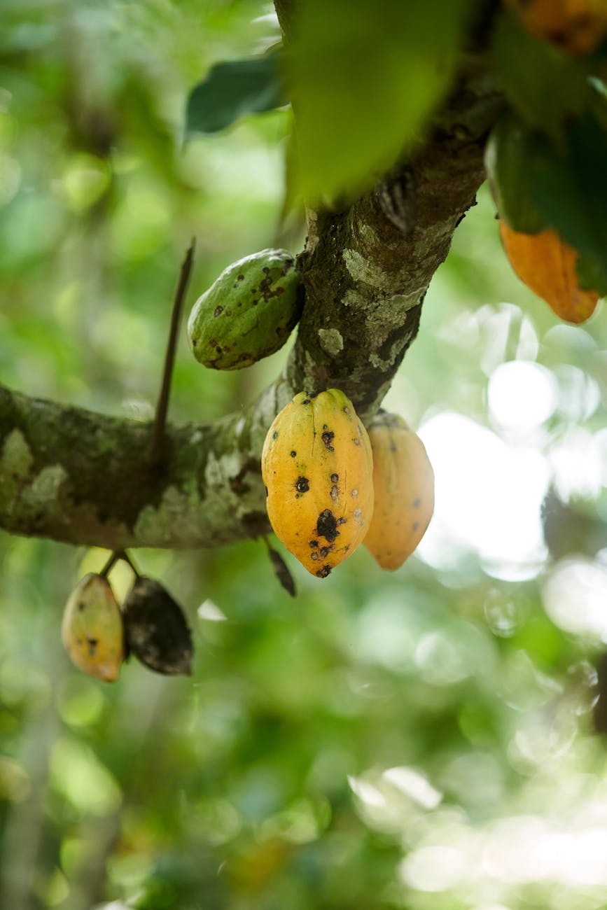tropical fruit on a tree